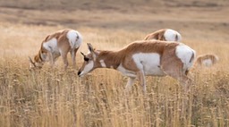 Prong Horn, Bison Range (1 of 1)