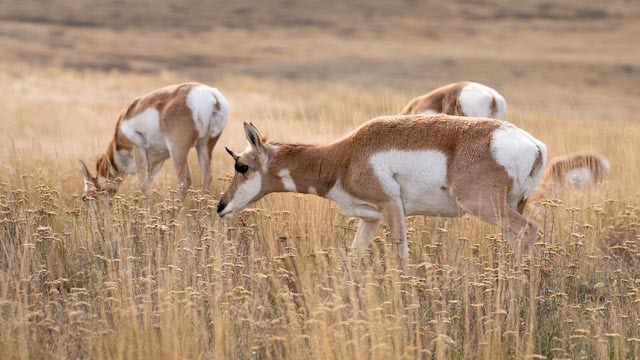 Prong Horn, Bison Range (1 of 1)