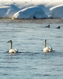 trumpet_swans_3_med_102_hr